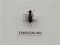 藏品(白點虎甲蟲)的圖片